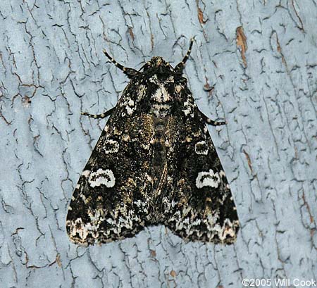 Melanchra adjuncta - Hitched Arches