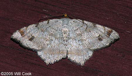 Macaria bisignata - Red-headed Inchworm