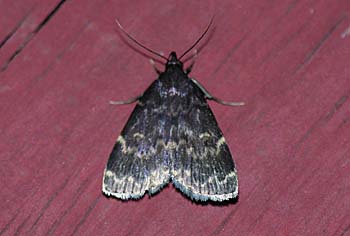 Idia lubricalis - Glossy Black Idia