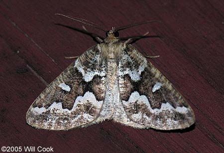 Caripeta divisata - Gray Spruce Looper