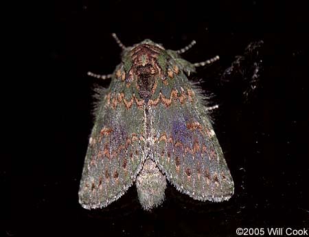 Heterocampa biundata - Wavy-lined Heterocampa