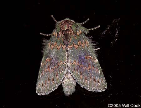 Heterocampa biundata - Wavy-lined Heterocampa