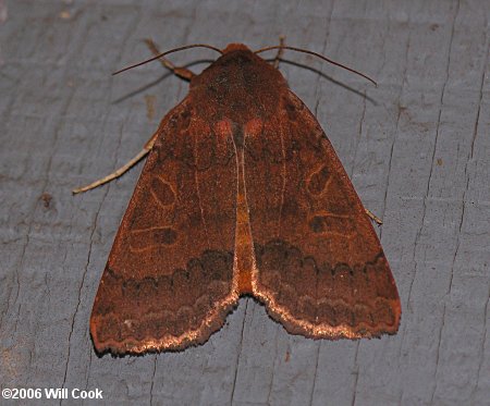 Metaxaglaea viatica - Roadside Sallow