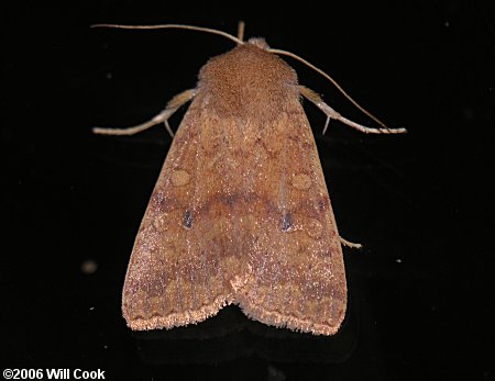 Sunira bicolorago - Bicolored Sallow