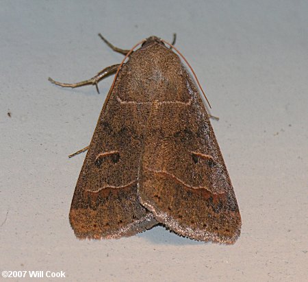 Phoberia atomaris - Common Oak Moth