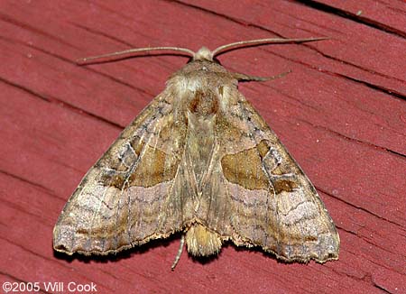 Phlogophora periculosa - Brown Angle Shades Moth