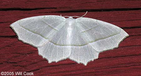 Campaea perlata - Pale Beauty