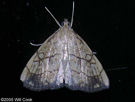 Evergestis pallidata - Purple-backed Cabbageworm