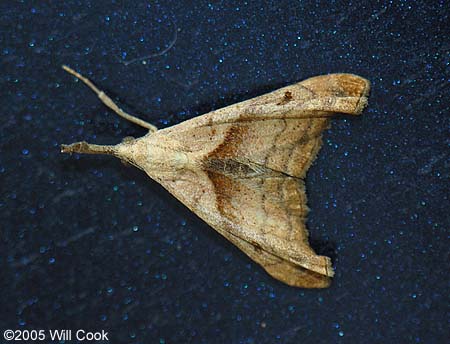 Palthis angulalis - Dark-spotted Palthis