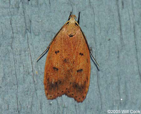 Machimia tentoriferella - Gold-striped Leaftier