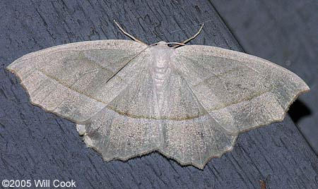 Campaea perlata - Pale Beauty