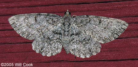 Anavitrinella pampinaria - Common Gray