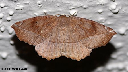 Eutrapela clemataria - Curve-toothed Geometer