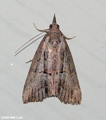 Hypena scabra - Green Cloverworm Moth