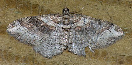 Costaconvexa centrostrigaria - Bent-line Carpet