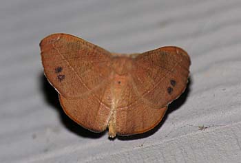 Patalene olyzonaria - Juniper-twig Geometer