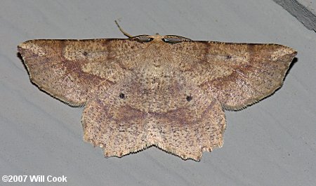 Euchlaena marginaria – Ochre Euchlaena