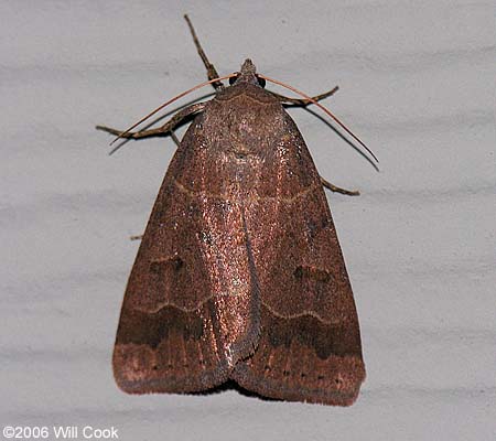 Phoberia atomaris - Common Oak Moth