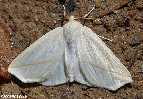 Tetracis cachexiata - White Slant-Line