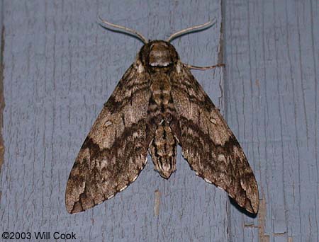 Ceratomia undulosa - Waved Sphinx