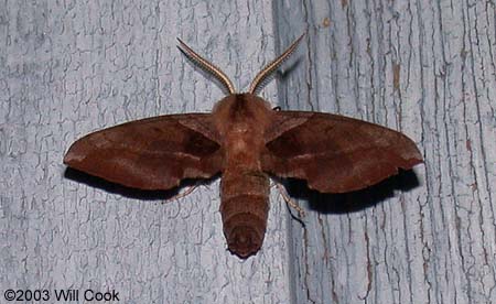 Walnut Sphinx (Amorpha juglandis)