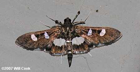 Desmia funeralis - Grape Leaffolder