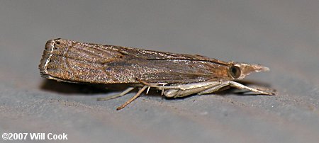 Parapediasia teterrella - Bluegrass Webworm Moth