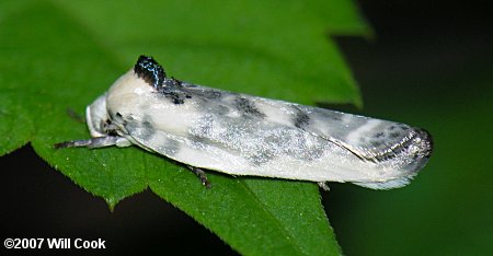 Antaeotricha leucillana - Pale Gray Bird-dropping Moth