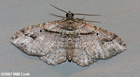 Costaconvexa centrostrigaria - Bent-line Carpet