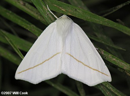 Tetracis cachexiata - White Slant-Line