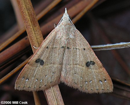 Hemeroplanis habitalis - Black-dotted Hemeroplanis