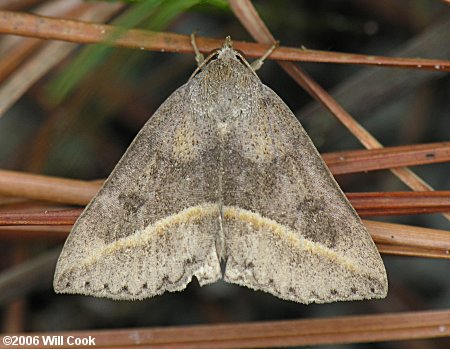 Argyrostrotis carolina - Carolina Chocolate Moth