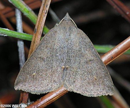 Argyrostrotis carolina - Carolina Chocolate Moth