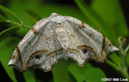 Probole alienaria - Alien Probole