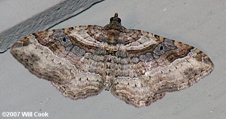 Costaconvexa centrostrigaria - Bent-line Carpet