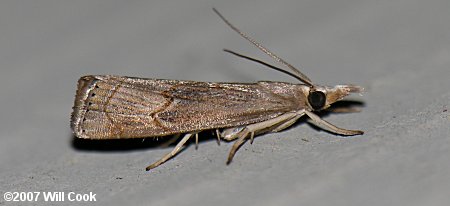 Parapediasia teterrella - Bluegrass Webworm Moth