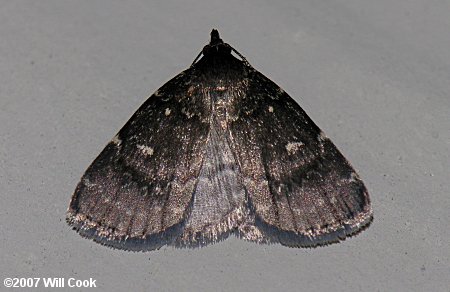 Idia scobialis - Smoky Idia