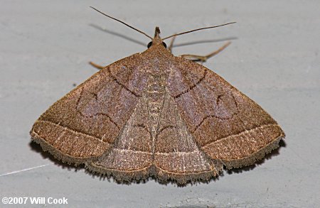 Zanclognatha cruralis - Early Fan-Foot