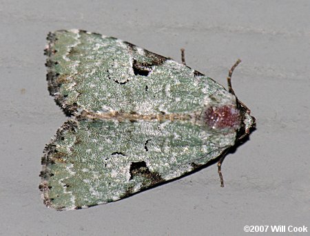 Leuconycta diphteroides - Green Leuconycta