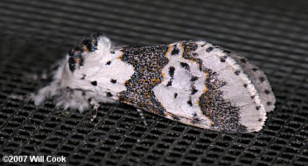 Furcula borealis - White Furcula