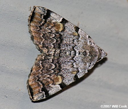 Idia americalis - American Idia