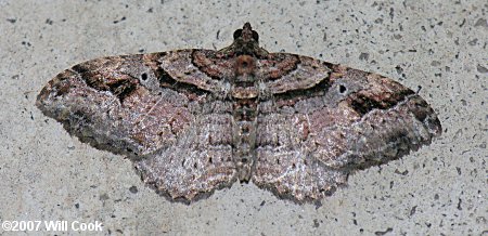 Costaconvexa centrostrigaria - Bent-line Carpet