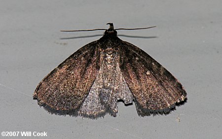 Idia rotundalis - Rotund Idia