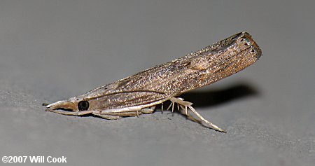 Parapediasia teterrella - Bluegrass Webworm Moth