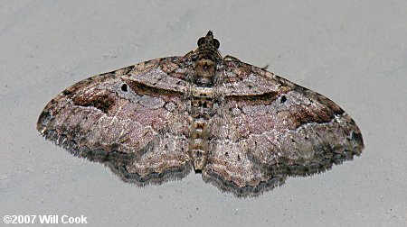 Costaconvexa centrostrigaria - Bent-line Carpet