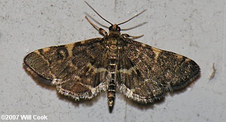 Anageshna primordialis - Yellow-spotted Webworm Moth