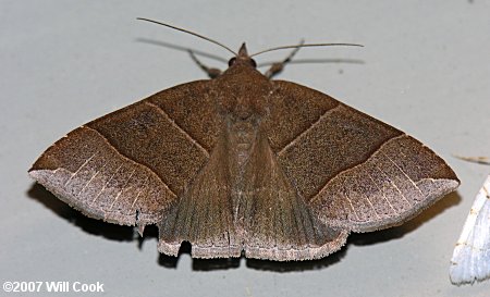 Parallelia bistriaris - Maple Looper Moth