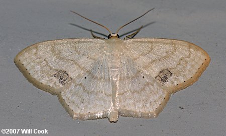 Scopula limboundata - Large Lace-border