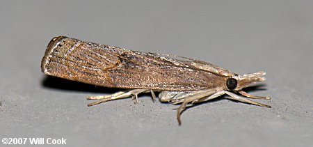 Parapediasia teterrella - Bluegrass Webworm Moth