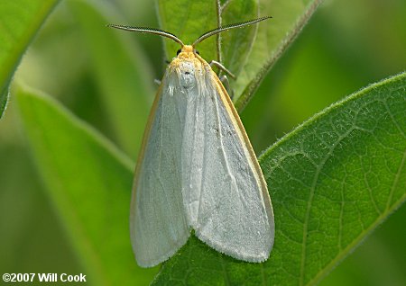 Cycnia tenera - Delicate Cycnia